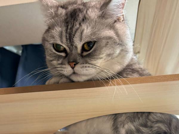 ２匹の猫がキャットタワーに登るも…　写真に「お茶吹いた」「これは二度見」