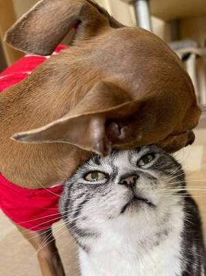 犬と猫の写真