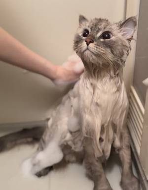 「猫がガリガリで可哀想」と批判　その真相に「二度見した」「マジかよ」