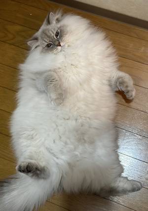 「猫がガリガリで可哀想」と批判　その真相に「二度見した」「マジかよ」