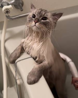 「猫がガリガリで可哀想」と批判　その真相に「二度見した」「マジかよ」