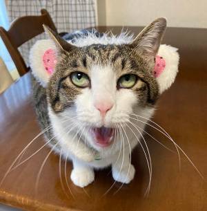 飼い主「これは、NG」　猫の表情に『３万いいね』