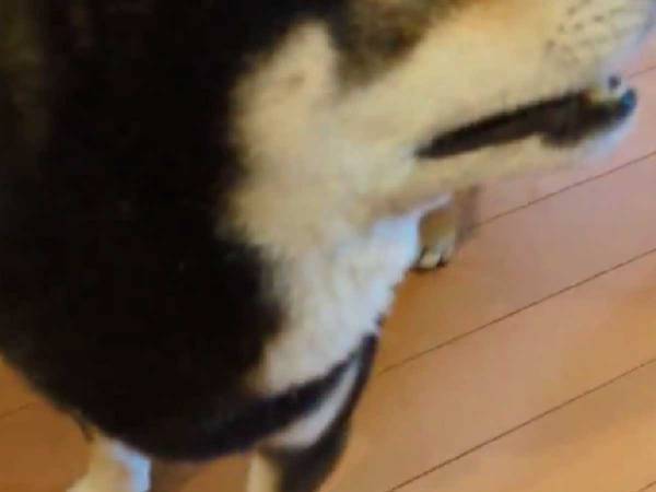 柴犬をなでていたら…　予想外な展開に「表情がたまらん」「クセになる」