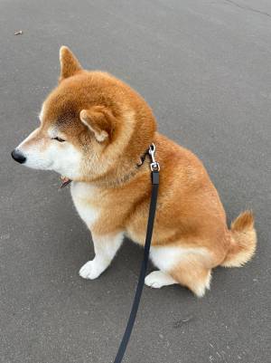 道ゆく子ども「あ！キツネだ！」　写真に、４万人が納得！