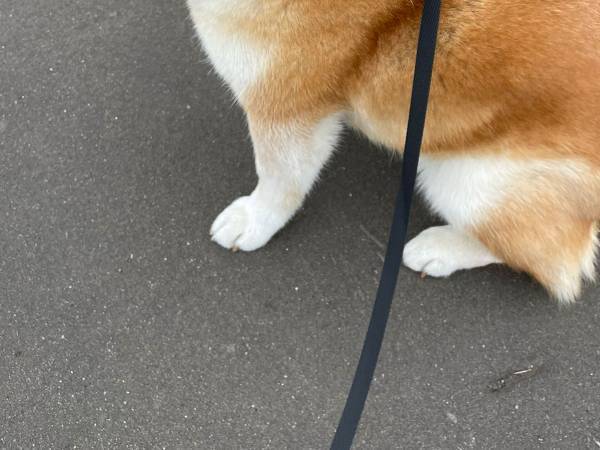 道ゆく子ども「あ！キツネだ！」　写真に、４万人が納得！