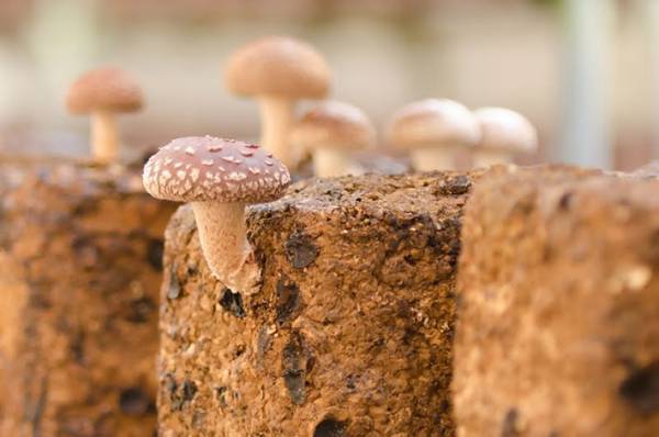 シイタケの軸、捨てた方がいい？　農家の回答に「そうだったんだ」