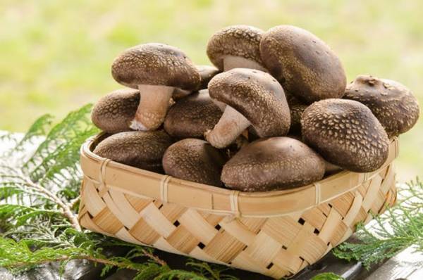 シイタケの軸、捨てた方がいい？　農家の回答に「そうだったんだ」