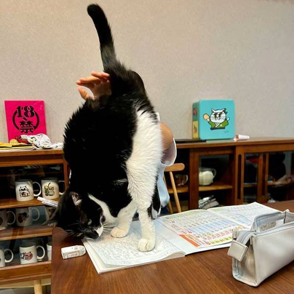 宿題中に『尻ドラム』を催促する猫　写真に「笑った」「すごい角度」