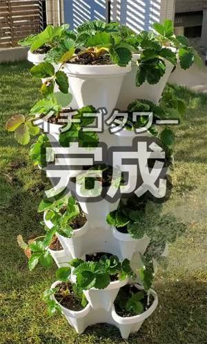 自宅でイチゴを育てた結果？　オチに吹き出す人続出！「マジで笑った」