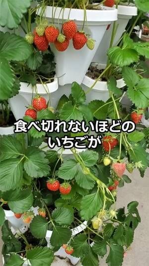 つりきっぷ（turikipp）さんのイチゴ栽培動画キャプション