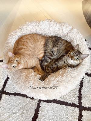 「なんで自然とそうなるの！？」　猫たちを見ると？「これはすごい」「奇跡だ」