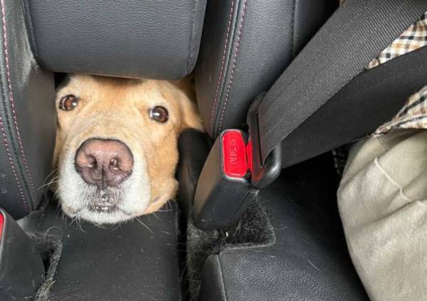 助手席の隙間から視線を感じ…振り返ると？　「変な声が出た」「もー、たまらん」