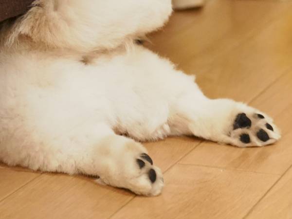 ソファの下で？　愛犬の姿に「たまらない」