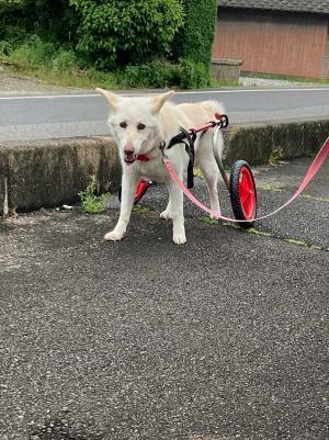フェラーリとすれ違った飼い主　運転手に突然話しかけられて…？