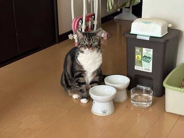 猫の写真