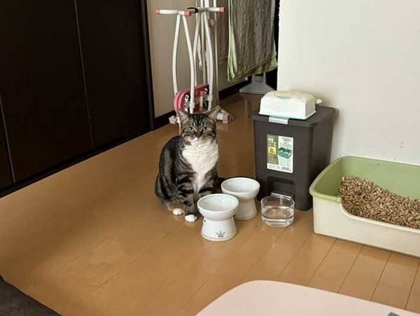 猫の写真