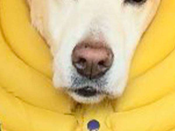 飼い主「誰が考えたの？」　犬が付けているエリザベスカラーが…