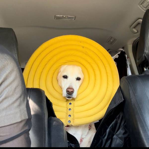 飼い主「誰が考えたの？」　犬が付けているエリザベスカラーが…