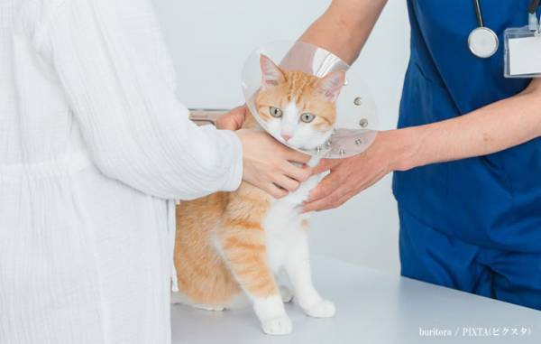 飼い主「誰が考えたの？」　犬が付けているエリザベスカラーが…