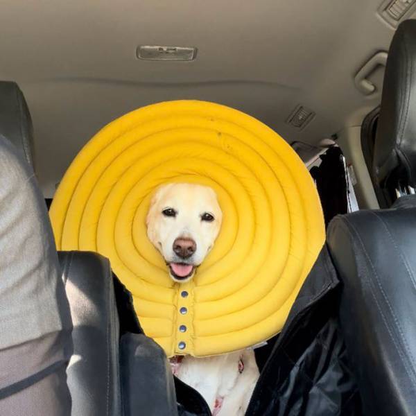 飼い主「誰が考えたの？」　犬が付けているエリザベスカラーが…