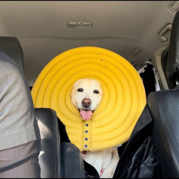 飼い主「誰が考えたの？」　犬が付けているエリザベスカラーが…