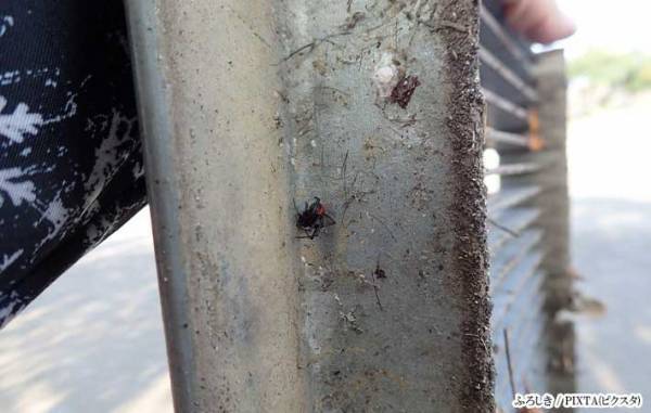 ４５都道府県で確認　毒を持った『あの虫』に注意！　「確認が大切」