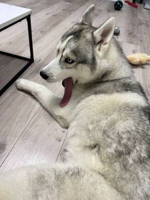 あくびをしたハスキーが…　「舌が落ちた！」と話題の１枚がこちらです