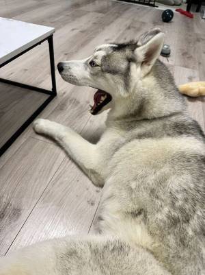 あくびをしたハスキーが…　「舌が落ちた！」と話題の１枚がこちらです