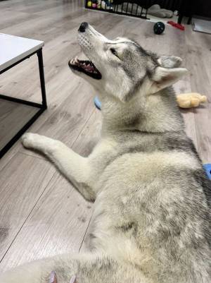 あくびをしたハスキーが…　「舌が落ちた！」と話題の１枚がこちらです