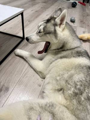 あくびをしたハスキーが…　「舌が落ちた！」と話題の１枚がこちらです