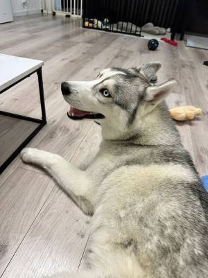 あくびをしたハスキーが…　「舌が落ちた！」と話題の１枚がこちらです