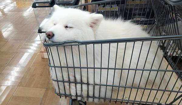 ホームセンターの客「うわっ！ビックリした！」　カートを見ると？