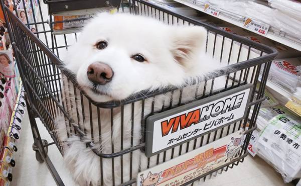 ホームセンターの客「うわっ！ビックリした！」　カートを見ると？