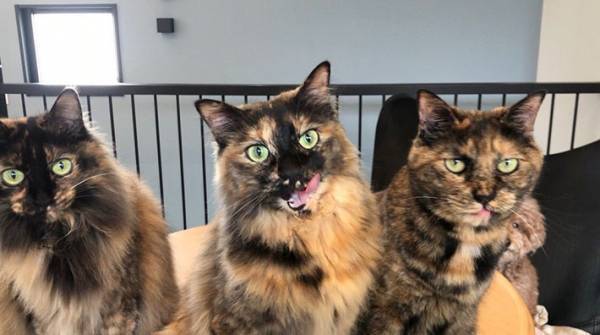 何の変哲もない『３匹の猫』の写真　右側をよく見ると…？