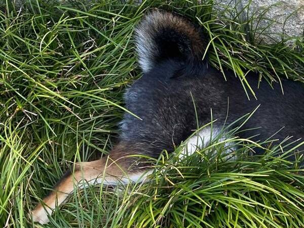 柴犬「ここで寝るの！」　休憩場所に選んだのが…「笑った」「怒られるよー！」