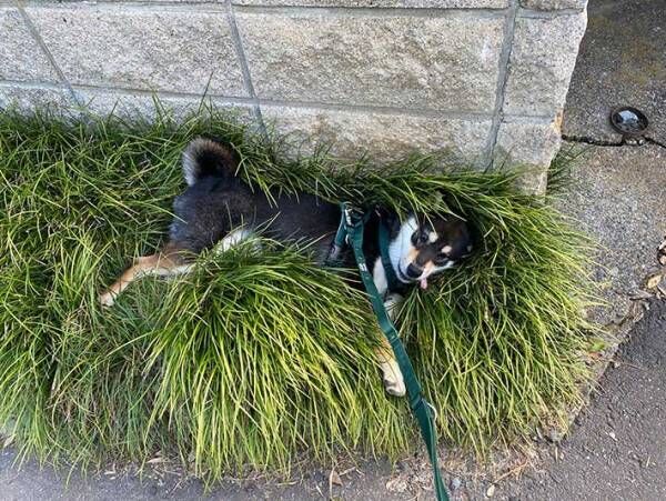 犬の写真