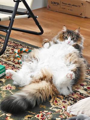 飼い主が泣いていると？　愛猫の姿が「これは惚れる」と話題です