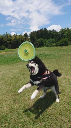 全力でフリスビー遊びをする犬　しかし、風に煽られて…