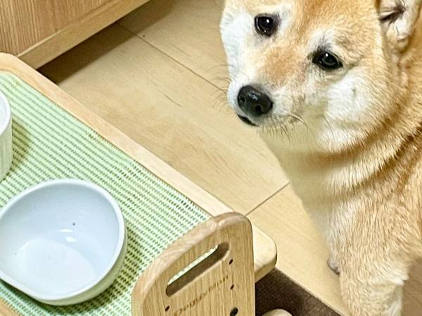 ご飯がないことを訴える柴犬　しかし、皿が空っぽな理由は…