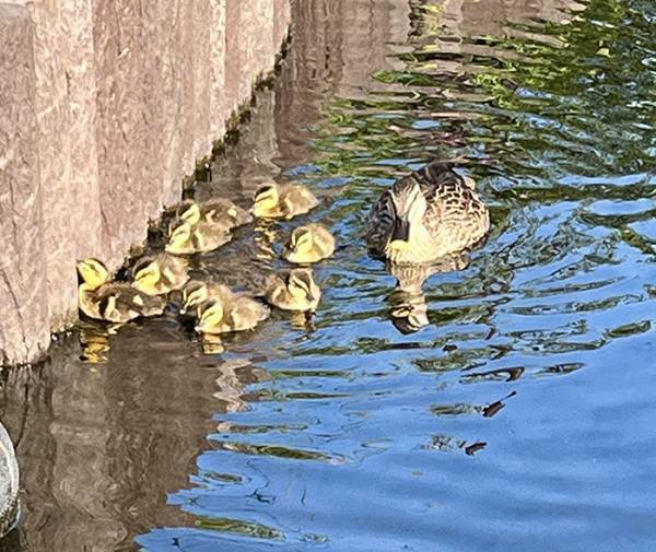 通りすがりの人「かわいいー！」　柴犬を見ると？「ごめん吹いた」「そっちかーい！」