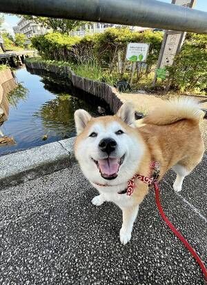 柴犬の写真