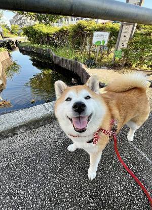 通りすがりの人「かわいいー！」　柴犬を見ると？「ごめん吹いた」「そっちかーい！」