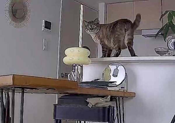 猫の写真