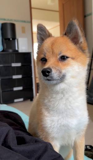 「俺だけのモノになれよ」みたいな視線を送る犬？　表情に思わずクスッ