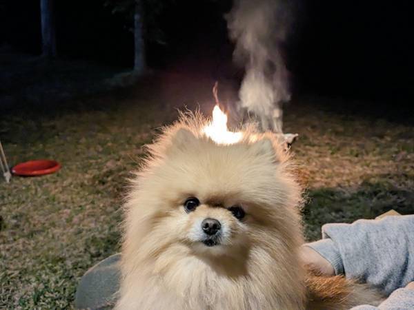 キャンプ中にポメを撮った夫　よく見ると？「これは燃える」「炎上するぞ！」