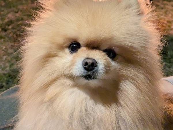 キャンプ中にポメを撮った夫　よく見ると？「これは燃える」「炎上するぞ！」