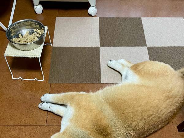 「理不尽すぎるだろ！」　ご飯を残した柴犬が？「ごめん笑った」「なんでや！」