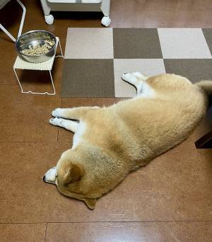 「理不尽すぎるだろ！」　ご飯を残した柴犬が？「ごめん笑った」「なんでや！」