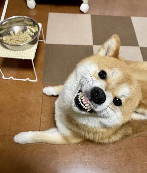 「理不尽すぎるだろ！」　ご飯を残した柴犬が？「ごめん笑った」「なんでや！」