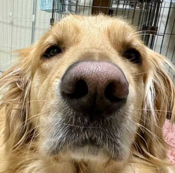 『リモート会議』に参加してそうな犬　大喜利コメントに「笑った」「こういう人いる」